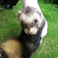 Ferret Polecat